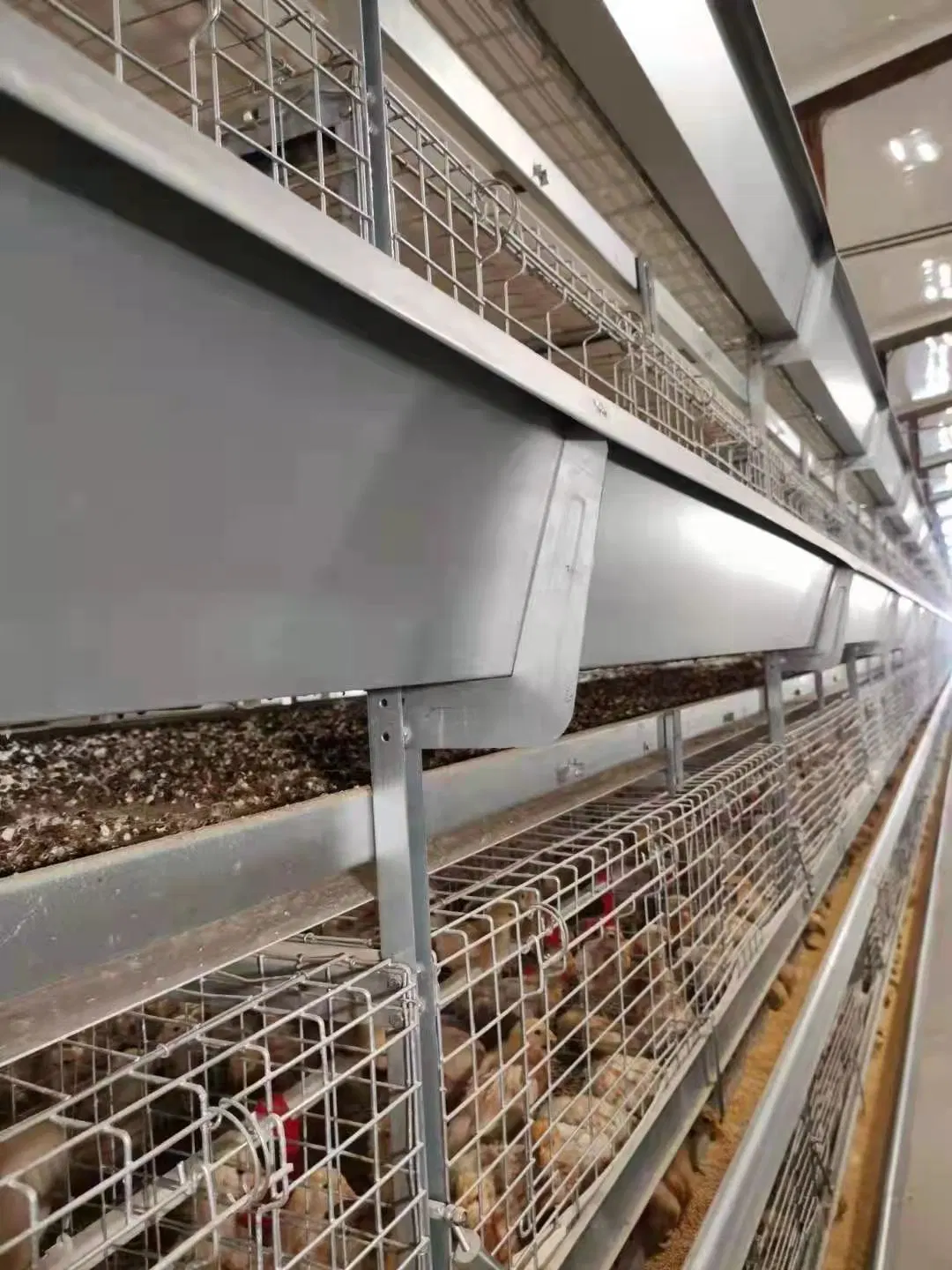 Alimentador automático de frangos de corte Equipamento automático para aves alimentador de frango Sistema de agricultura