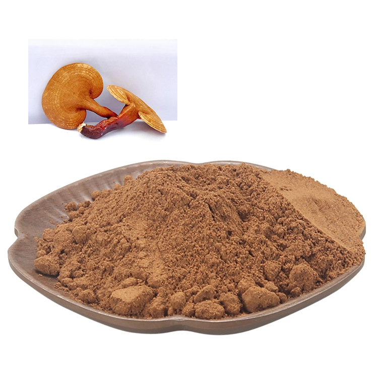 Reishi Pilz Polysaccharid Lingzhi Pilz Bio Ganoderma Lucidum Pilz Extrakt Mit ISO