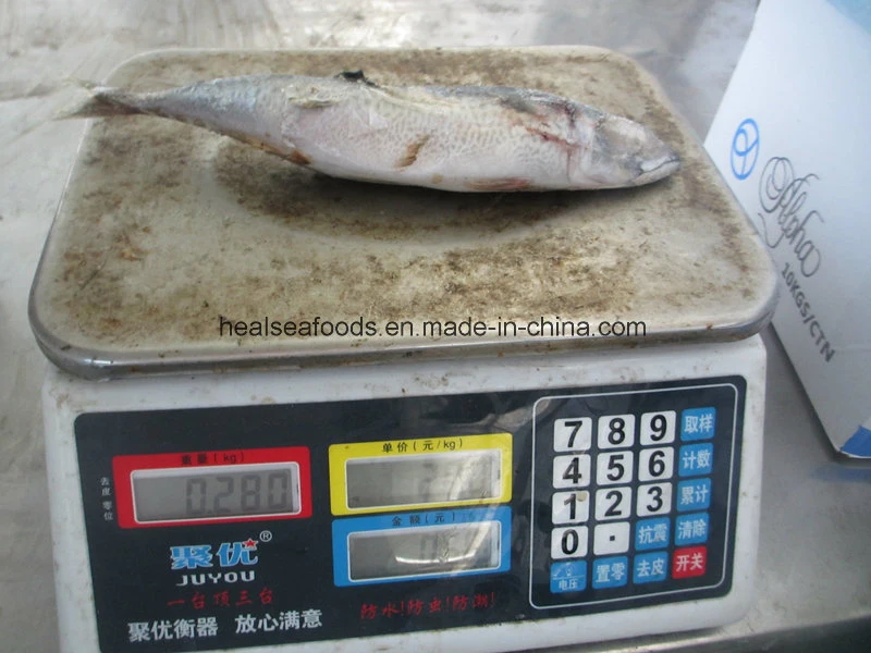 Gutted and Tailed Mackerel (HGT mackerel)