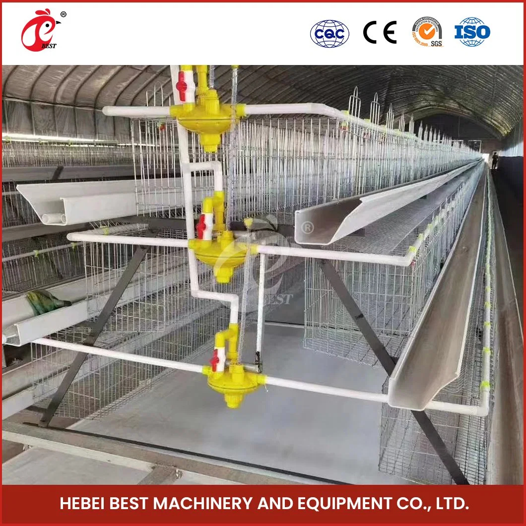 Bestchickencage a Type Pullet Hen Cage Breeder Cage China Plastic Shed Pullet Chicken Coop Manufacturer ODM Custom Waterproof Feature Pullet Cage of Chicken