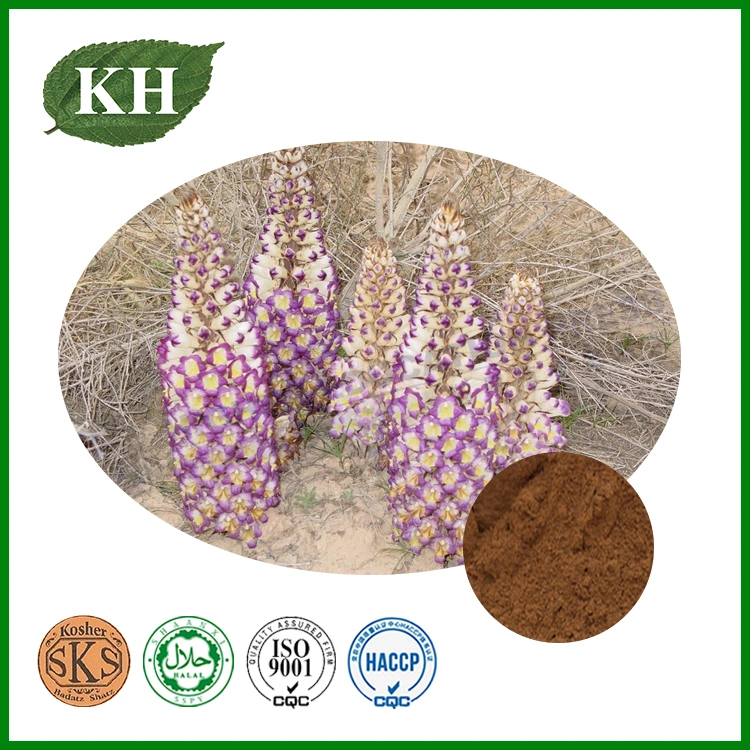 High Quality Cistanche Tubulosa Extract 3%-98% Verbascoside