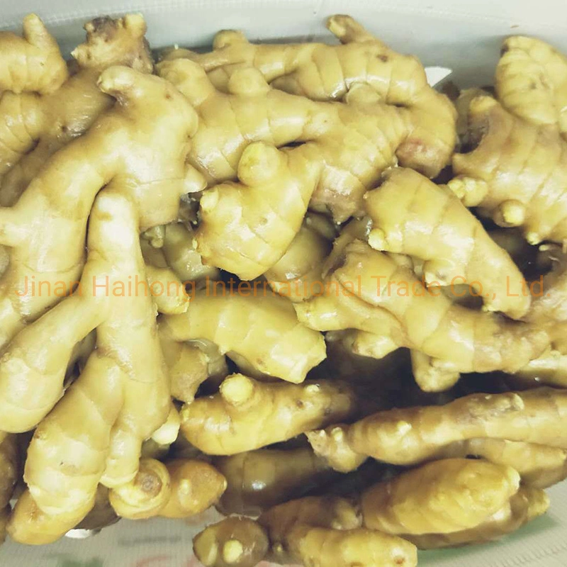 Supply Fresh Dried Semi Dry or Full Dry Ginger From China