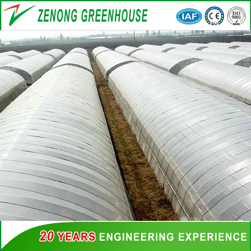 Modern Design Style Poly Single-Arch Film Greenhouse with Shading Screen/Ventilation Equipment