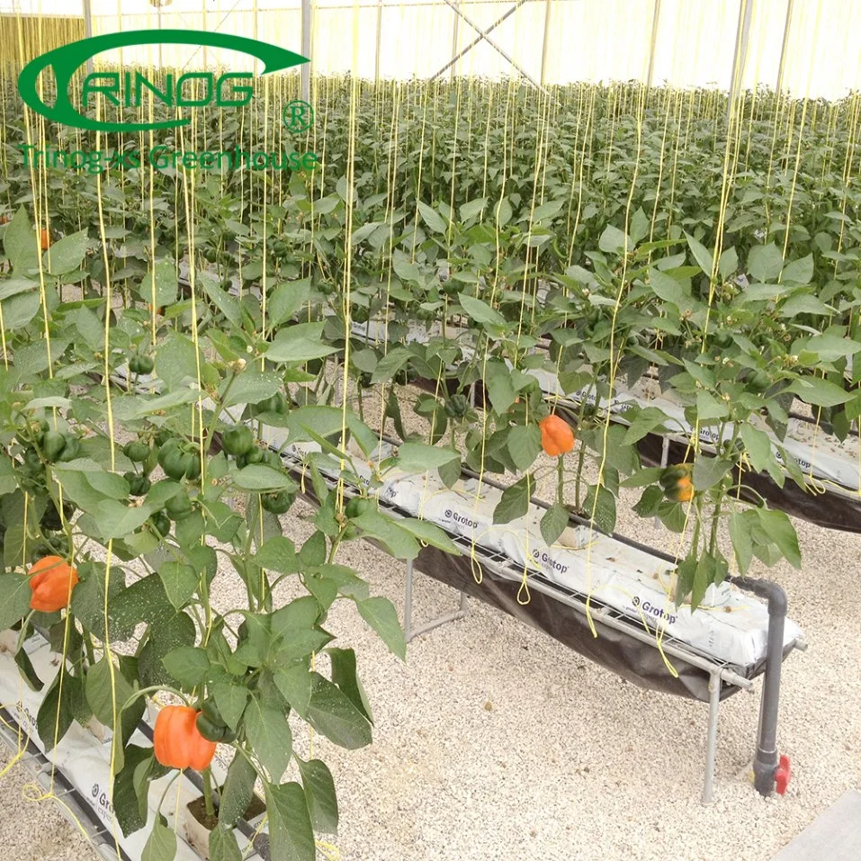 Pimiento naranja del sistema de cultivo hidropónico de gases de efecto para la venta