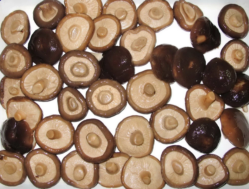 Canned Shiitake Mushroom From China