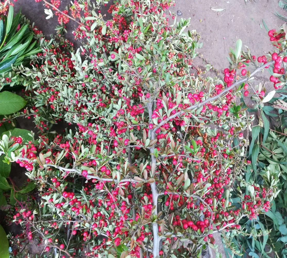 Magnifique jardin décoration feuilles des plantes fraîches coupées Prickle fruits rouge