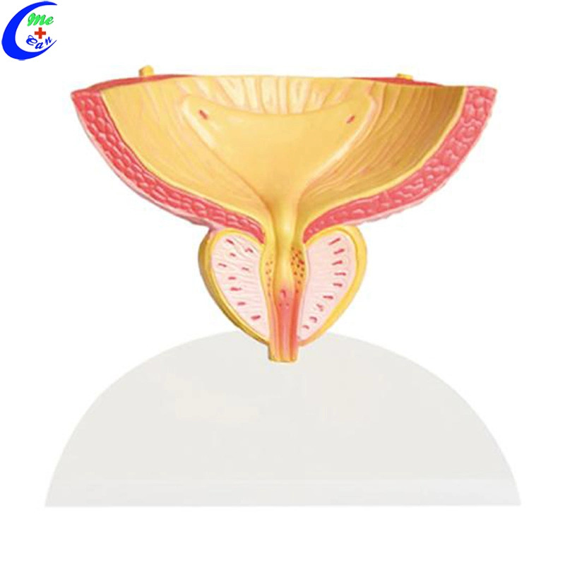 Medical Education Bladder and Prostate Anatomical Model