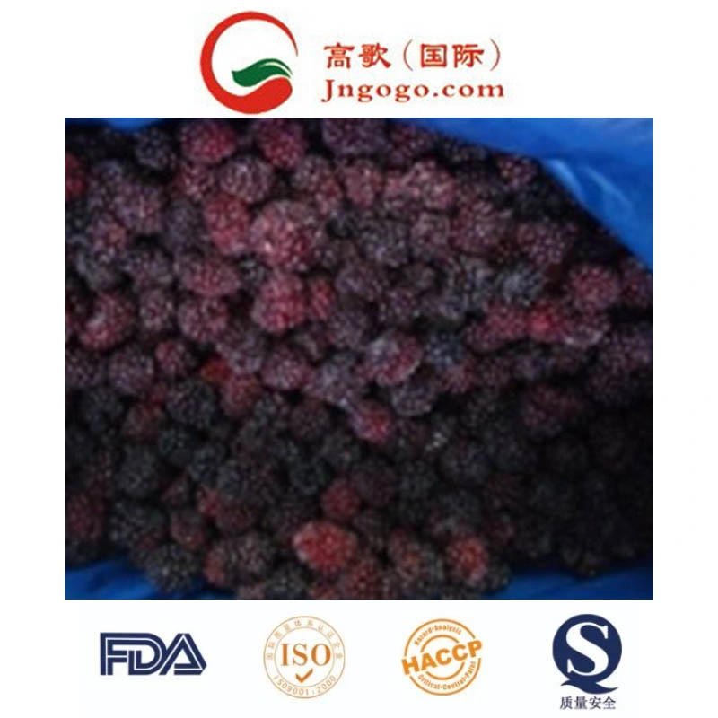Export Quality IQF Frozen Blackberry and Frozen Fruits