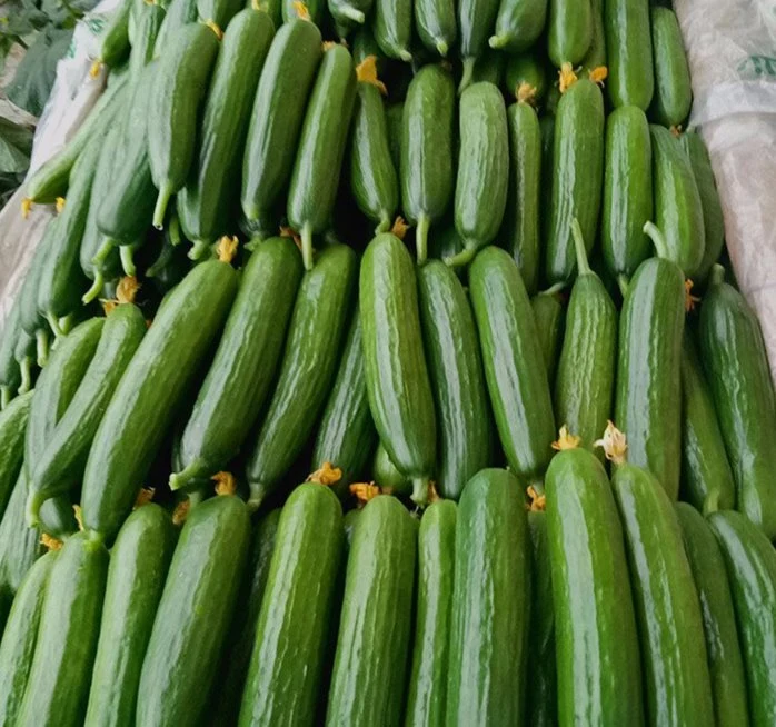 Hybrid Cucumber Seeds for Planting