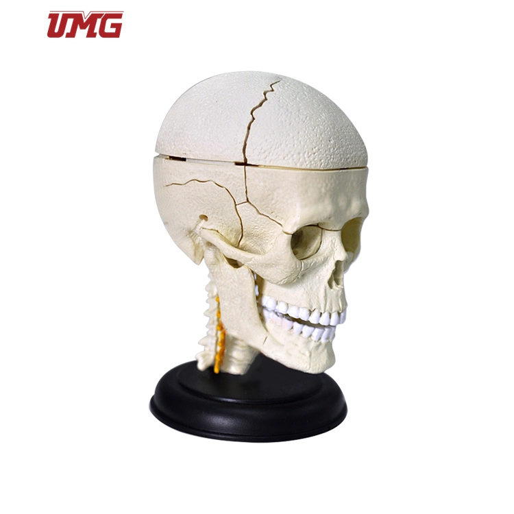 Removable Human Skull Model for Hospital and School Dental Study