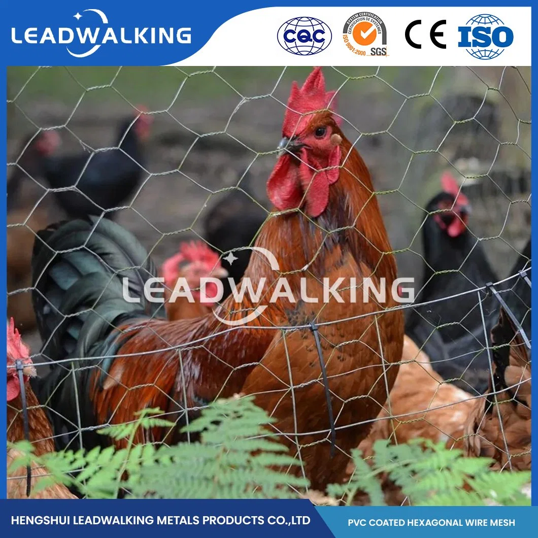 Leadwalking Low Carbon Steel Wire Material PVC Coated PVC-Coated Hexagonal Galvanized Chicken Wire Mesh Supplier China 16mm Mesh Defense Galvanized Hexagon Mesh