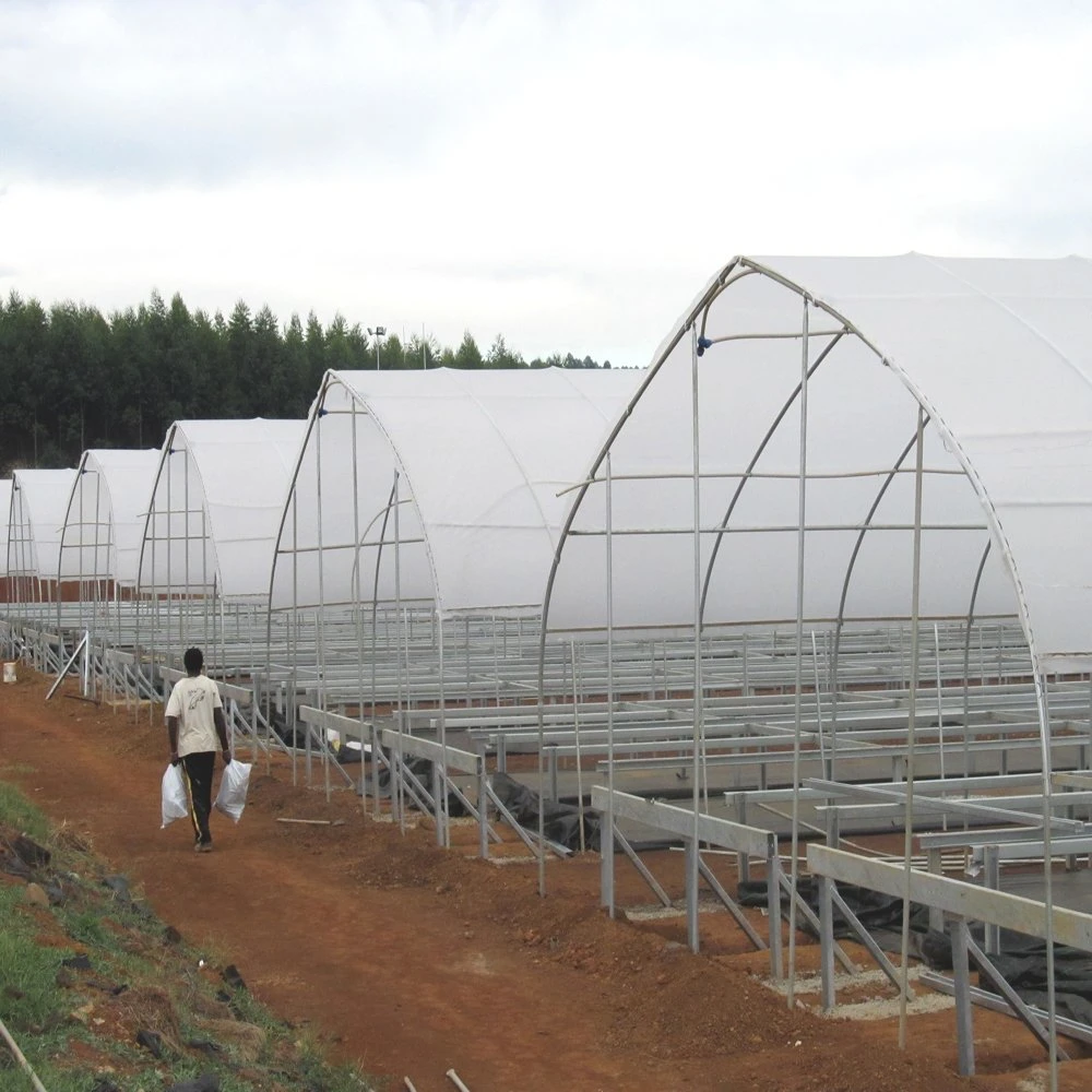 Multi Span Agricultural Film tunnel greenhouse for Sale