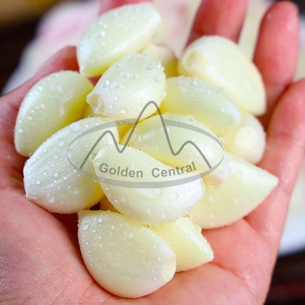 Provide Fresh China Elephant White Garlic for Overseas Market