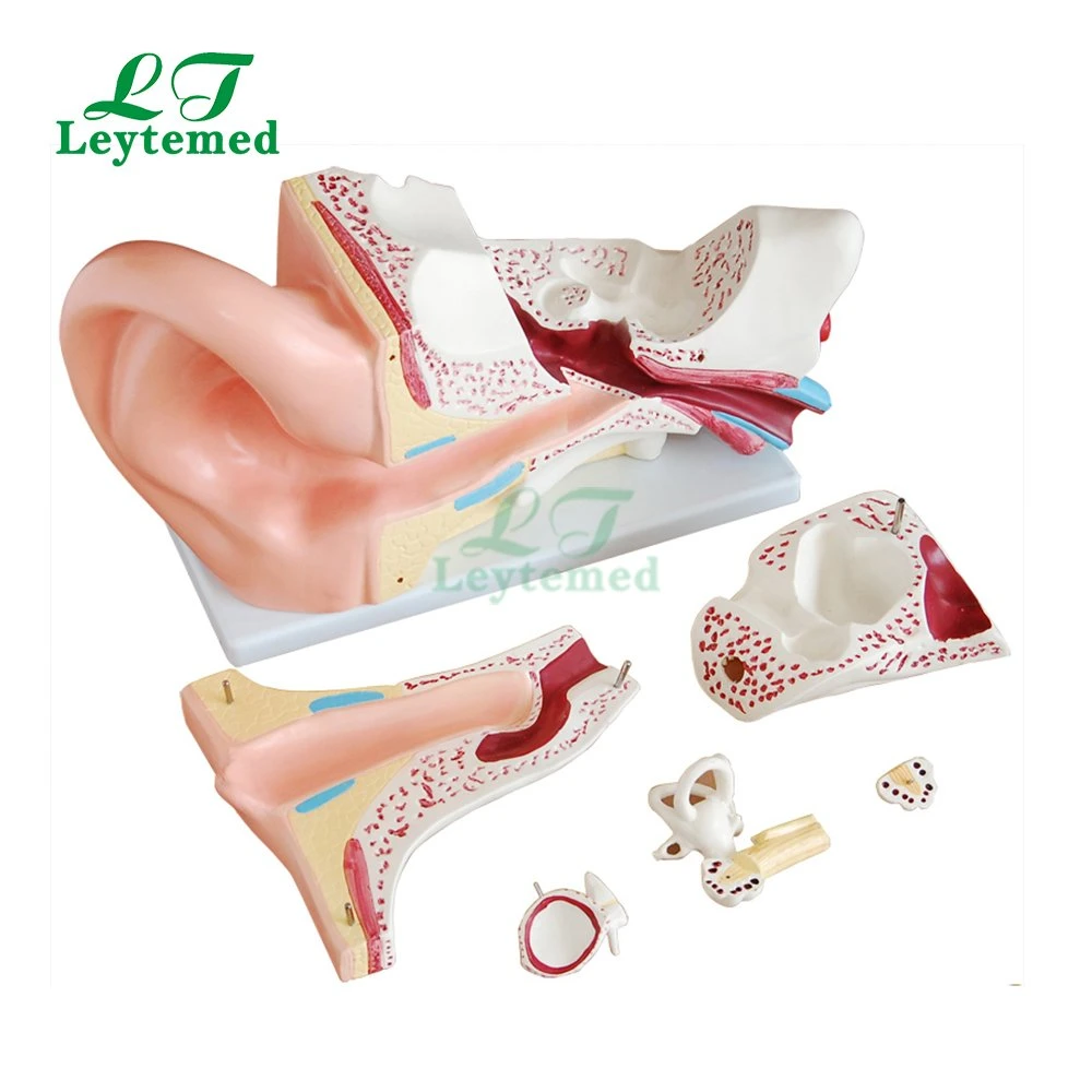 Ltm303c New Style PVC Giant Ear Model Use with Medical Tranning