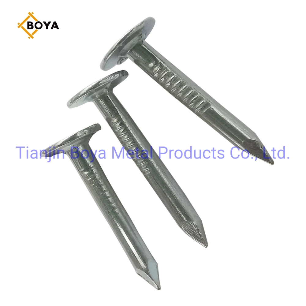 China Galvanized Large Head Clout Nails /Big Head Nail/Roofing Nail