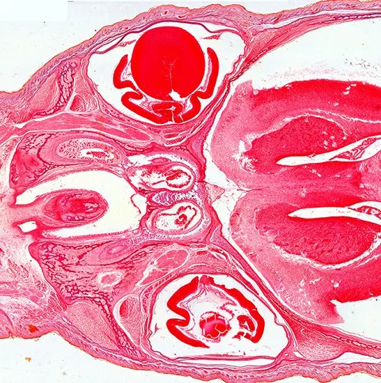 Microscopio digital con obturador giratorio de color BestScope BUC5H-2000C 20MP USB3,0 CMOS Cámara