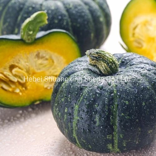 Early Maturity Green Hybrid Pumpkin Seeds Mini Pumpkin