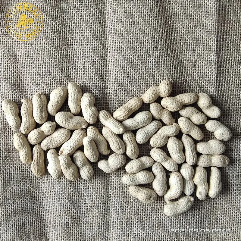 Virginia Peanuts /Raw Peanut in Shell /China / New Crop All Size All Breeds