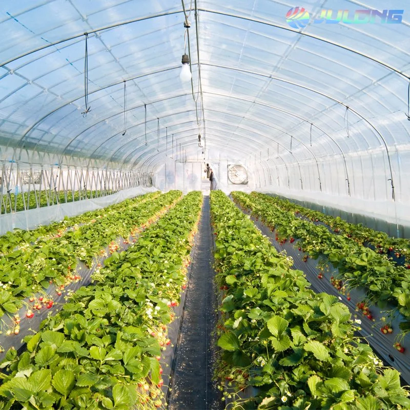 Agriculture Strawberry Commercial Greenhouse Galvanized Frame Poly Tunnel Single Span Greenhouses Metal Frame Double Layer Film Greenhouse