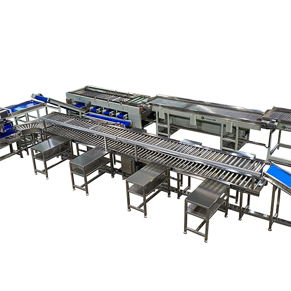 Automática Industrial Fruit&amp;Longan Vegetais Lime Kumquat Lichia Lichee seco de triagem de secagem da máquina de embalagem para venda