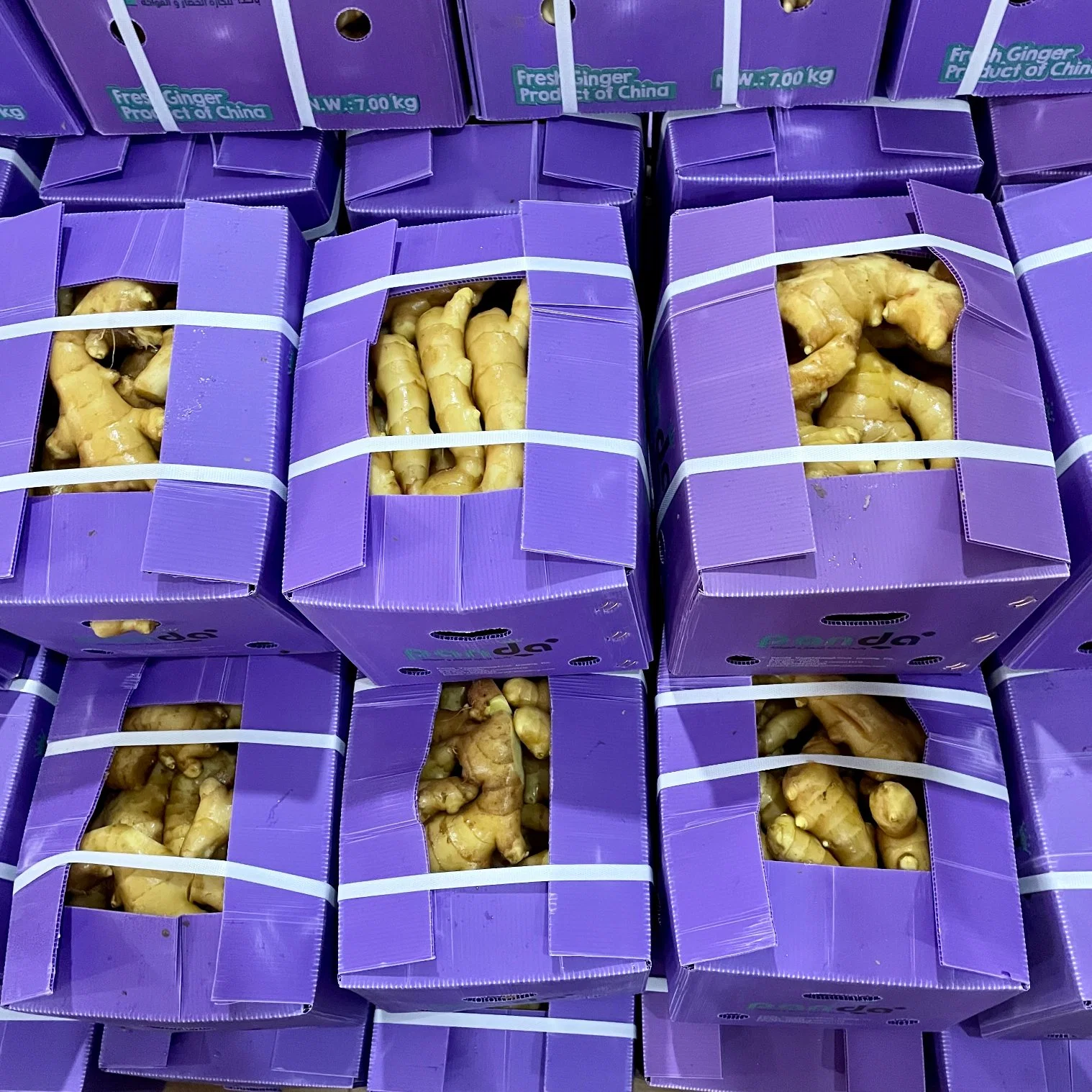 China Fresh Ginger Wholesale/Supplierr Buyer in Market Ginger Price