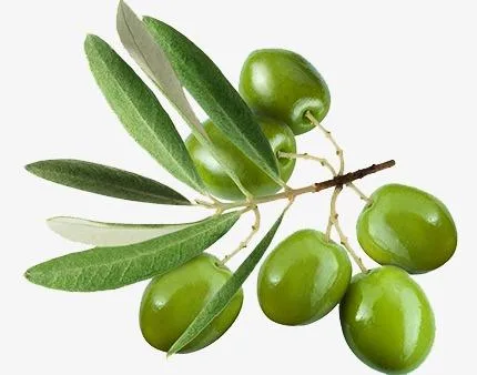 10%-80% de l'oleuropéine Hydroxytyrosol 10 % 20 % 30 % 50 % 60 % 98 % Acide Oleanolic extrait d'olive