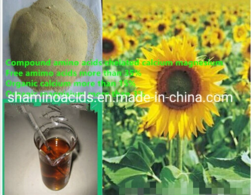 Compound Amino Acids Chelated Calcium Magnesium Powder