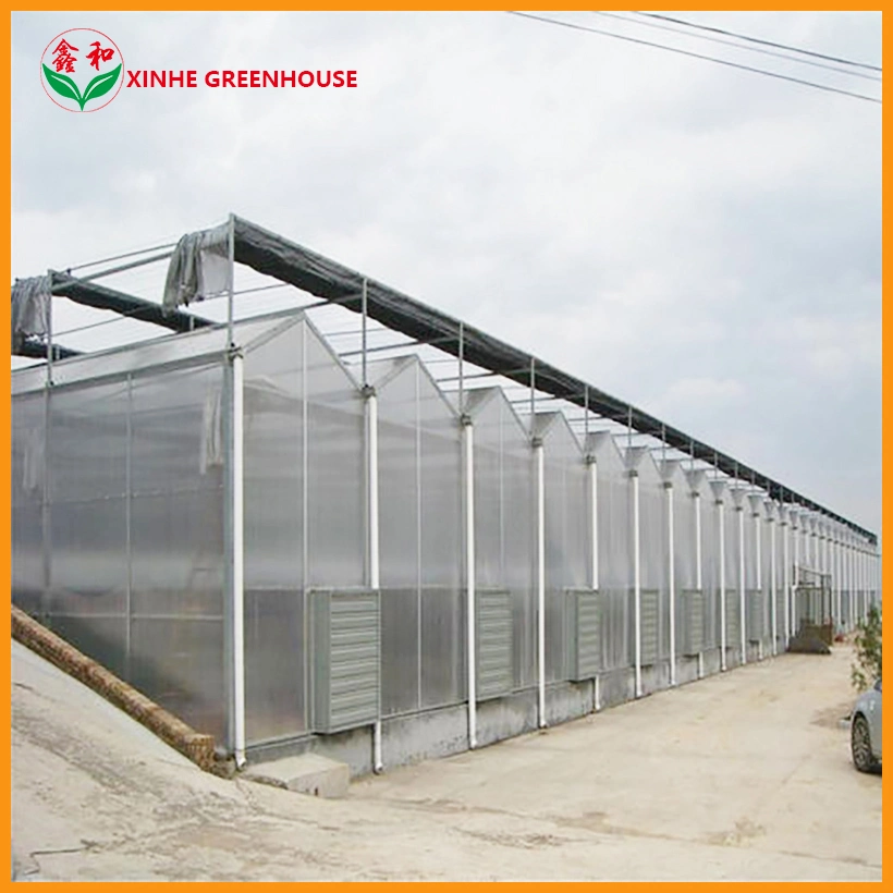 Multi Span Polycarbonate Sheet Greenhouse