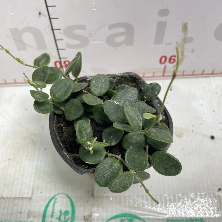 Hoya Carnosa Green Herb planta Real Bonsai Seedling alta qualidade