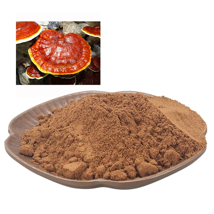 Herbal Extract Reishi Polysaccharide Lingzhi Ganoderma Lucidum Extract Powder