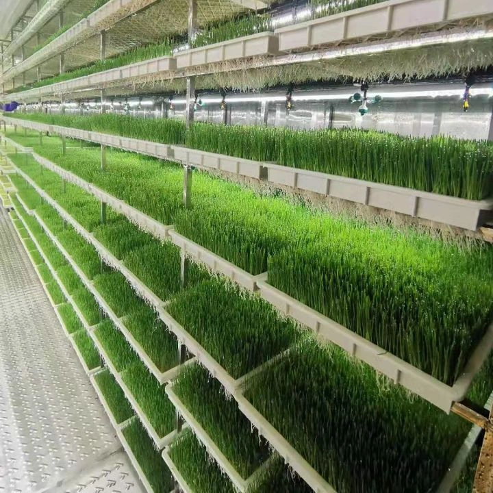 Hydroponic Fodder Hydroponics Products for Animals Feed