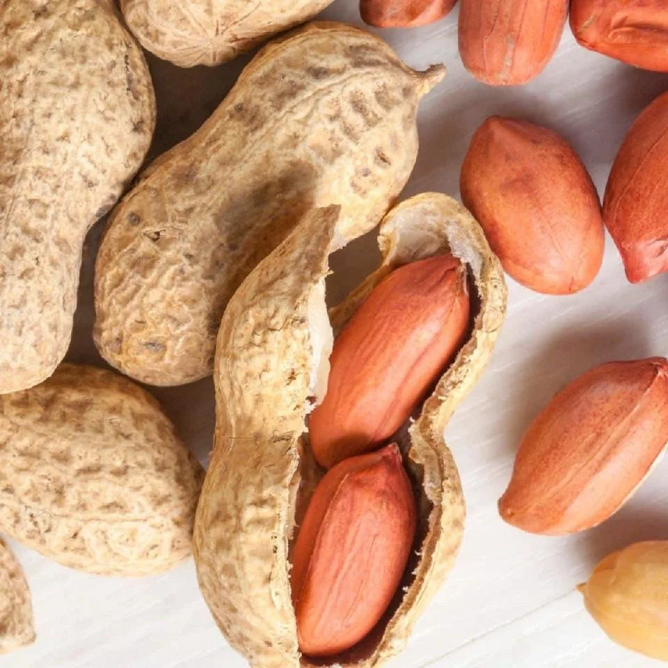 Jumbo Peanuts Groundnuts Raw Peanut Kernel