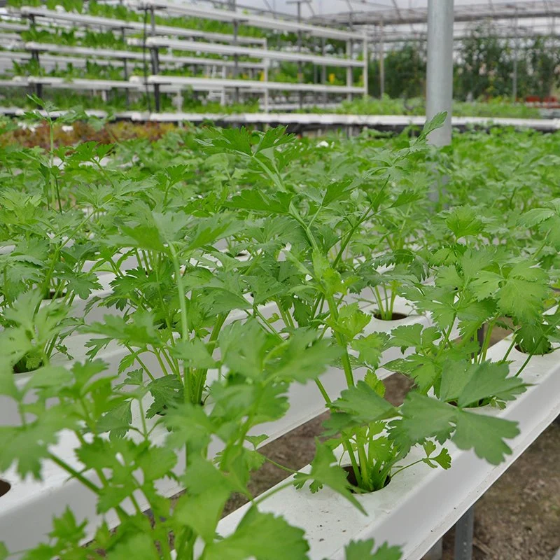 Landwirtschaftliche Gewächshaus hydroponic Landwirtschaft Kunststoff PVC Rohr NFT Kanal