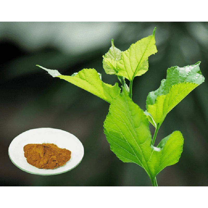 Fssc GMP Best Quality High Pure Nature Hot Sales 4: 1 5: 1 10: 1 20: 1 Mulberry Leaf Health Care Plant Extract for Health Care