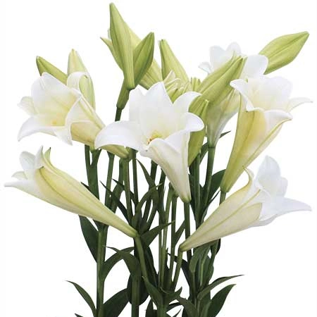 Lilium Formolongi Seeds Longiflorum Seeds Sell Easter Lily