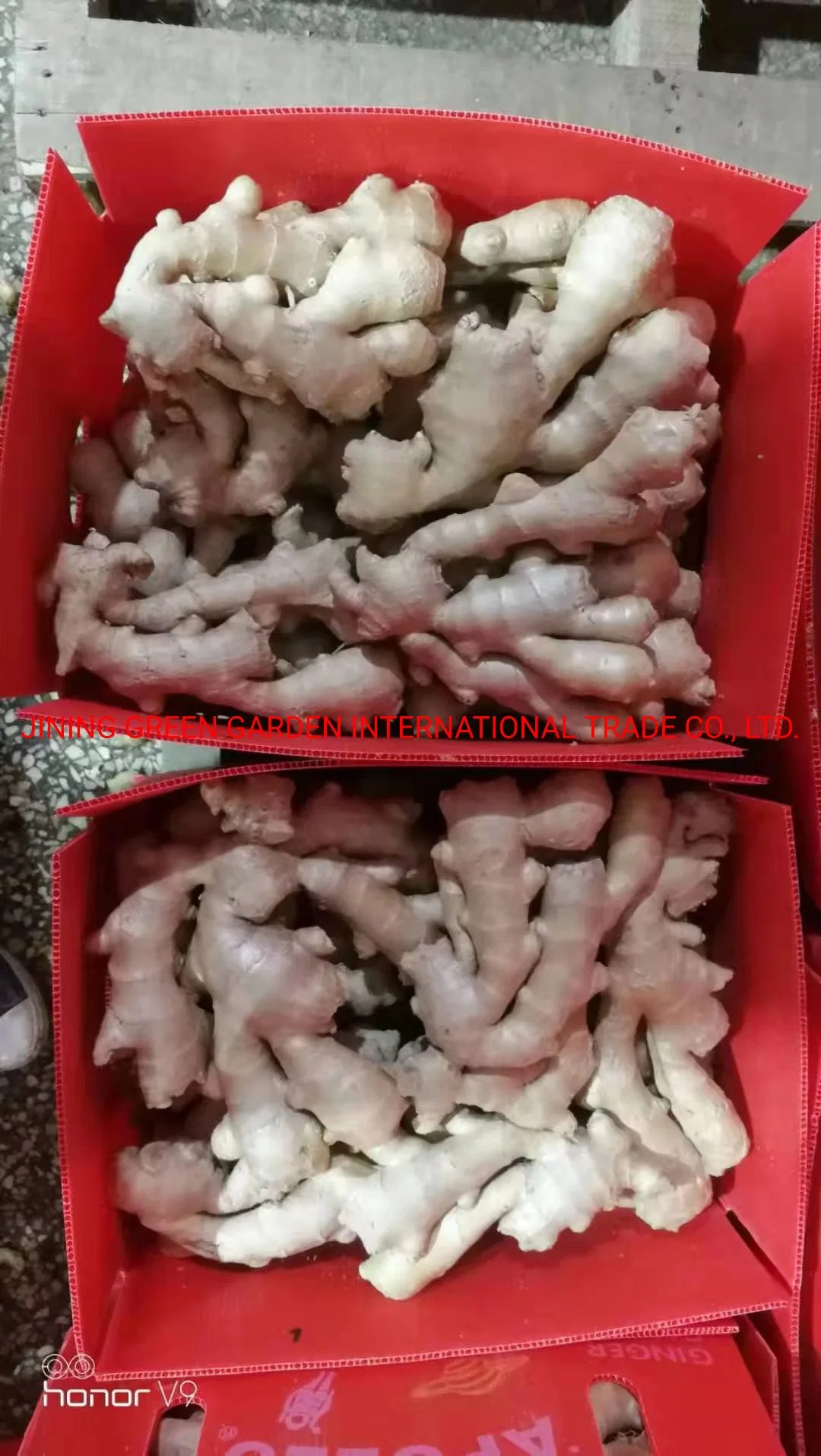 Competitive Price Good Quality Fresh Air Ginger