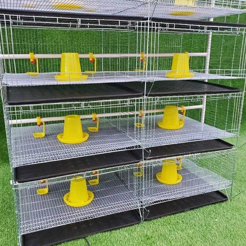 Direct Factory One Day Broiler Chicks Rearing Cages/Growing Broiler Chicken Cage for Sale(a Type & H Type Chick Cage