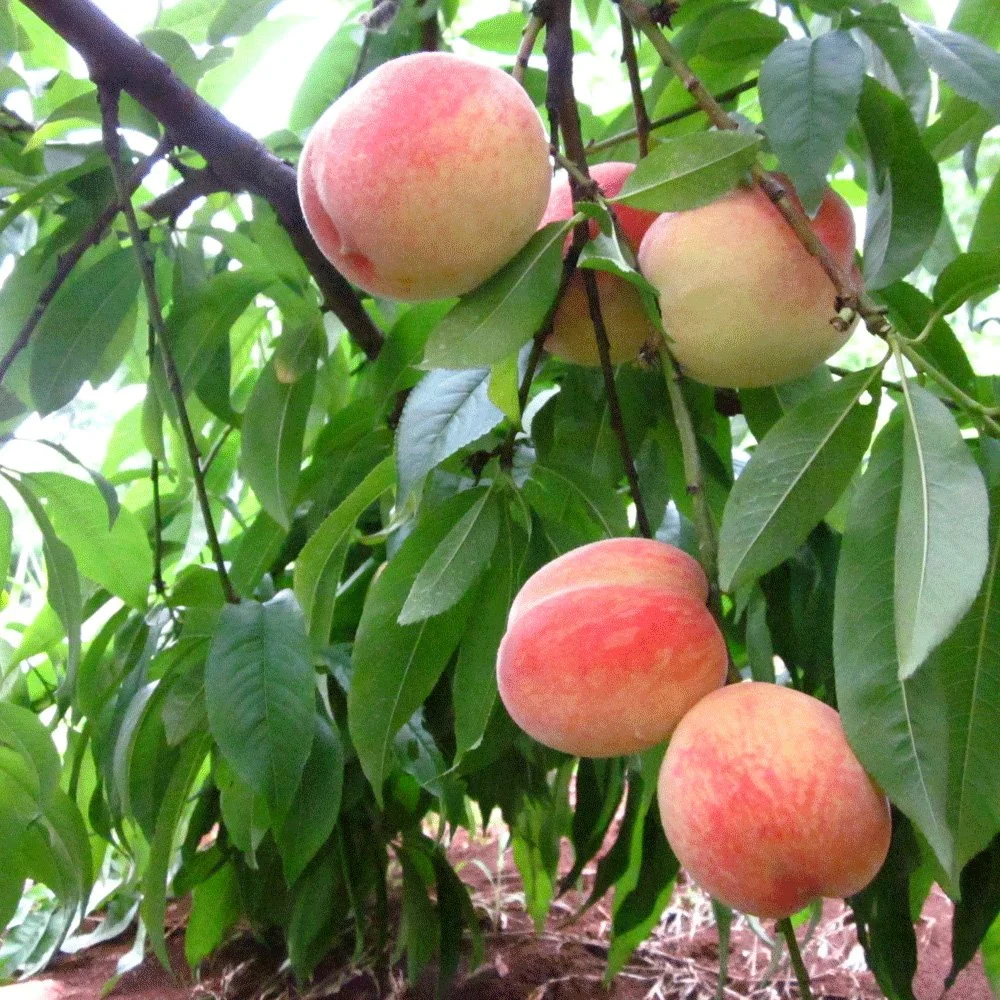 Alta tasa de germinación Prunus Persica semillas/Peach semillas para cultivo