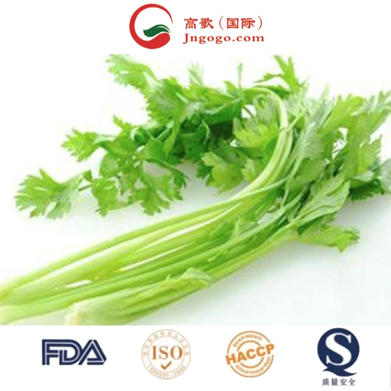 Factory Price Organic Celery Vegetable Powder