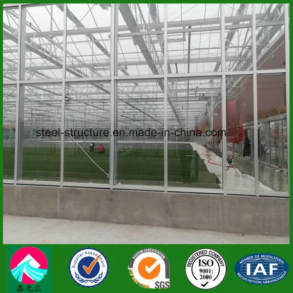 China Supplier Low Cost Multi-Span Glass Greenhouse