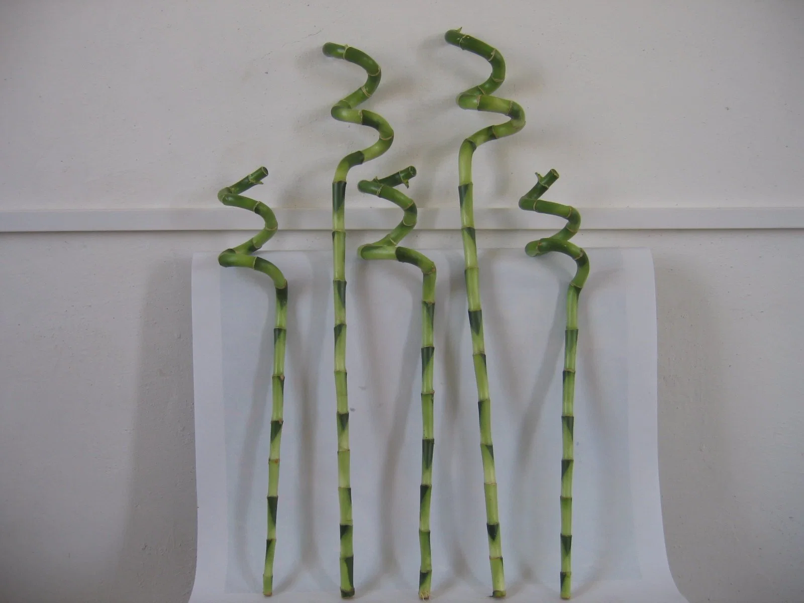 Дракаена Сандеряна Lucky Bamboo Spiral Bamboo Home Декорации Крытый завод Цветок