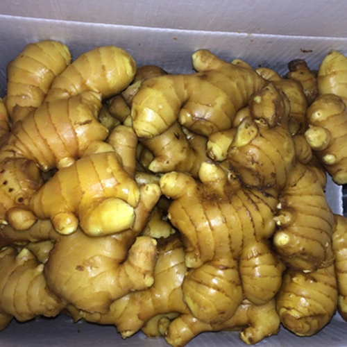 Good Quality Wholesale/Supplier Ginger Price Air Dry Ginger