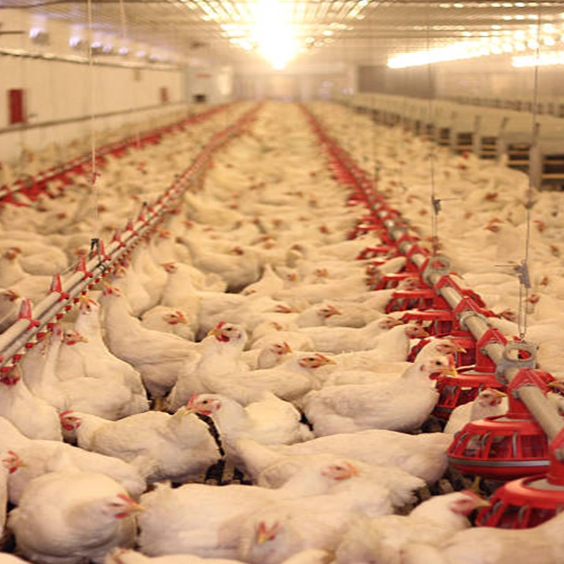 Venta caliente Broiler Suelo de cría de pollos sistema de alimentación agrícola / agrícola automático Maquinaria/Equipo de aves de corral