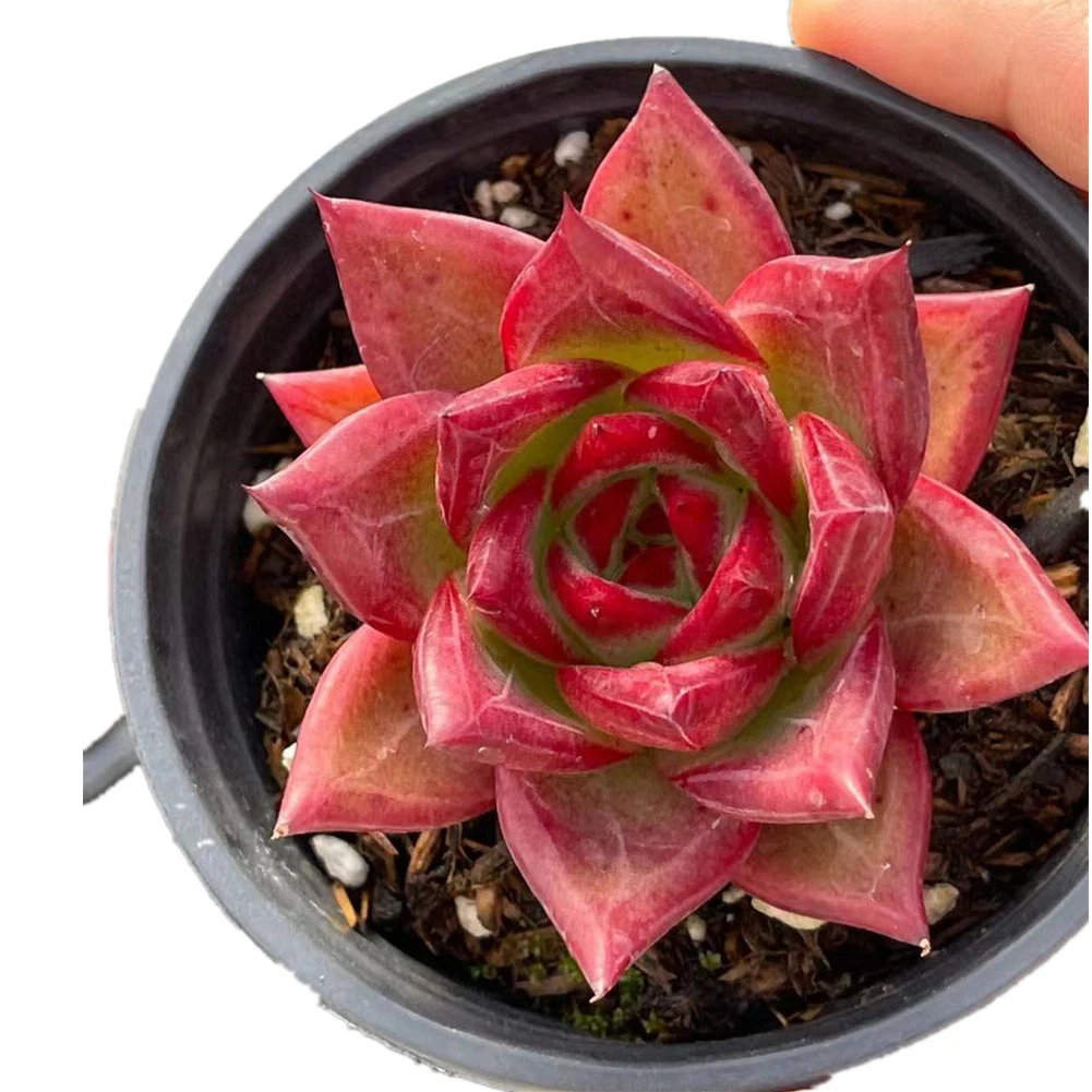 Venta caliente rojo moteado Echeveria ' Forever' Natural de plantas suculentas