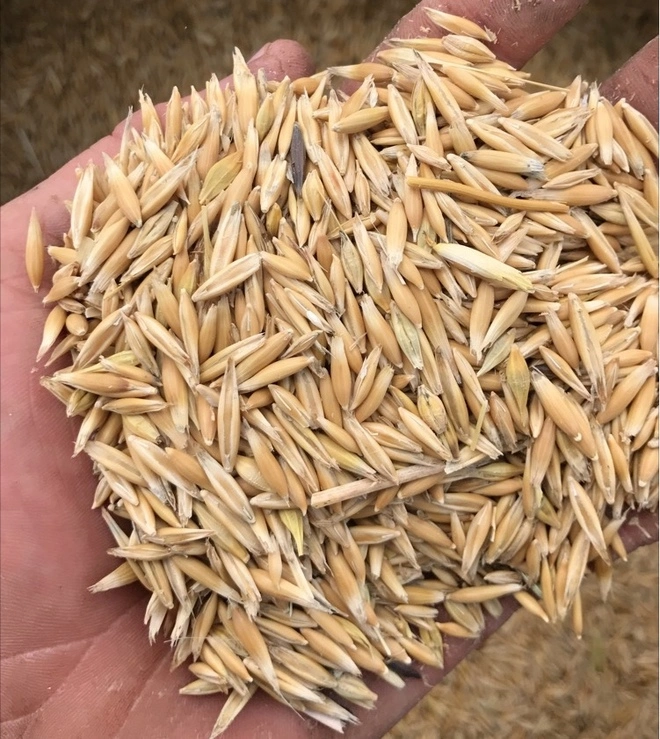 Petite capacité complète usine de transformation de riz paddy de fraisage