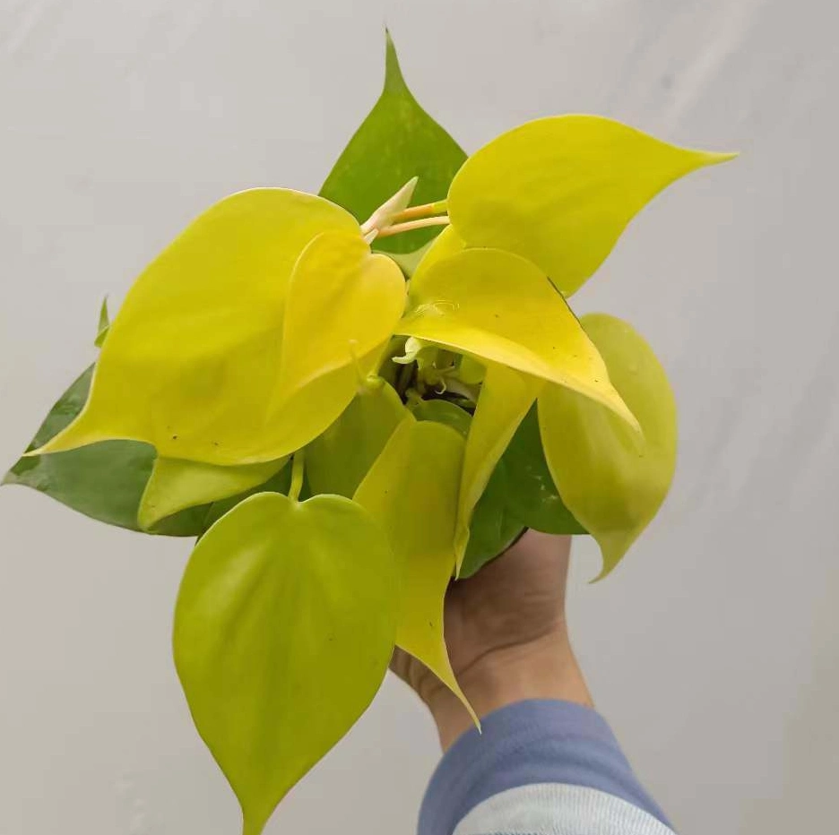 Philodendron Hederaceum Lemon Lime Bonsai Gardening Plant Indoor Live Plant