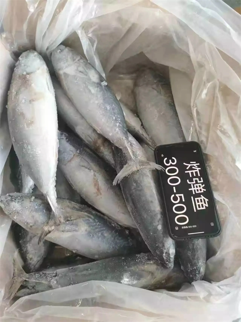 Sale Fresh Bonito Fish Auxis Tapeinosoma Thailand Frozen IQF Bonito