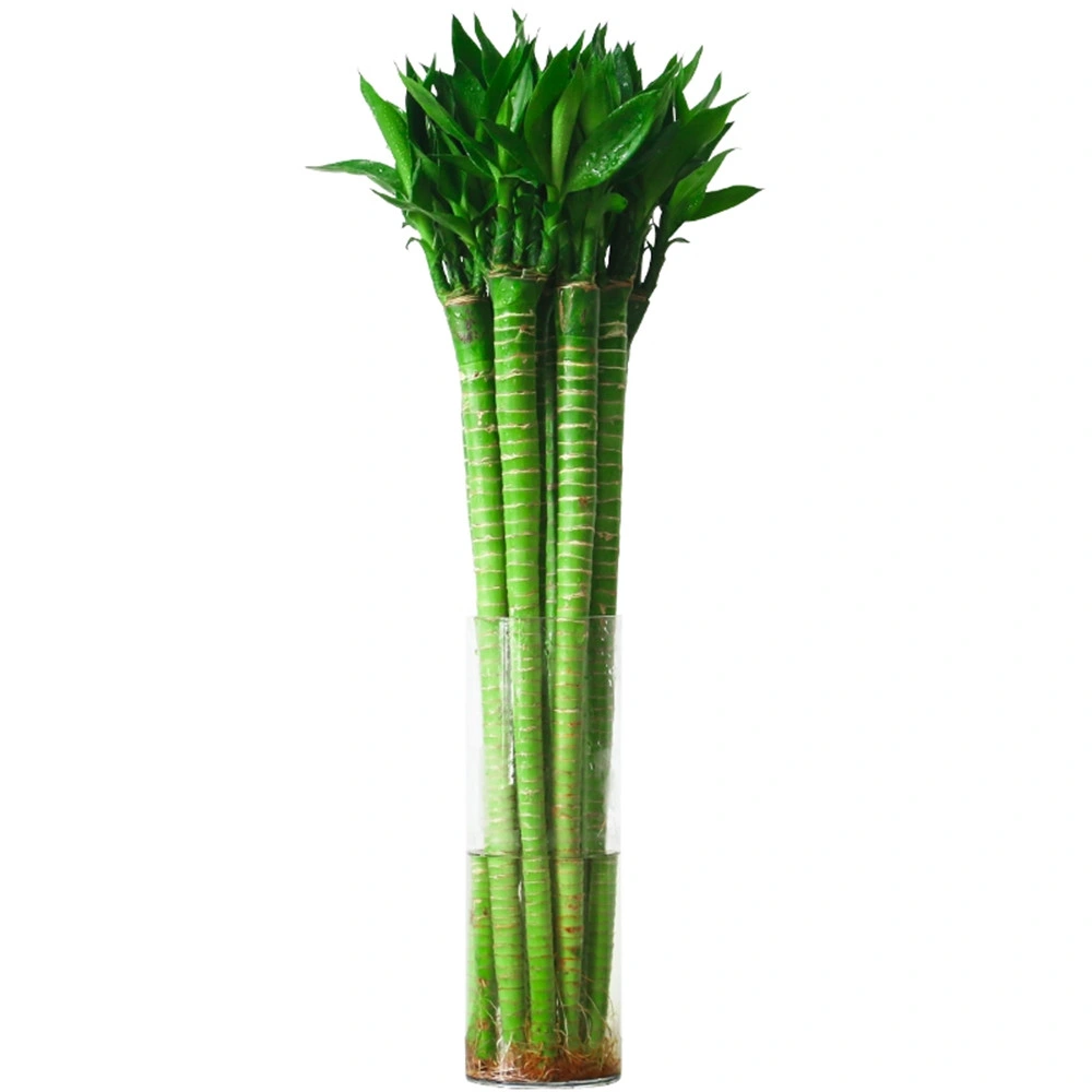 Lotus Lucky Bamboo Plant Nursery Dracaena Sanderiana Wholesale/Supplier