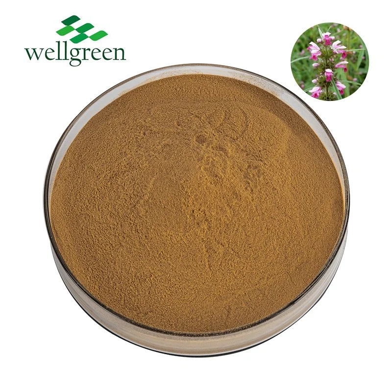 Hot Selling Motherwort Herb Extract 10: 1 Motherwort Herb Extract Powder