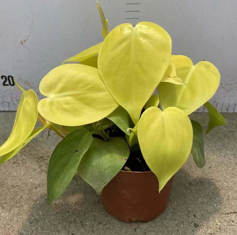 Philodendron Hederaceum Lemon Lime Bonsai Gardening Plant Indoor Live Plant